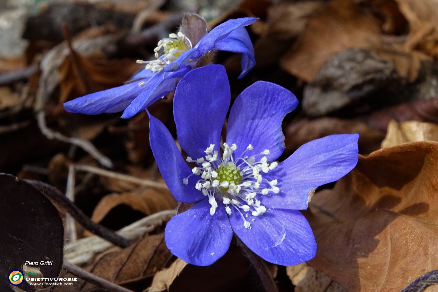 13 Erba trinita (Hepatica nobilis.JPG
